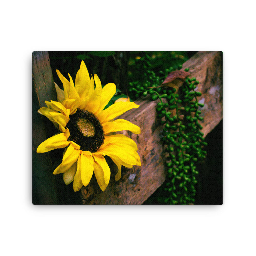 Sunflower | Canvas