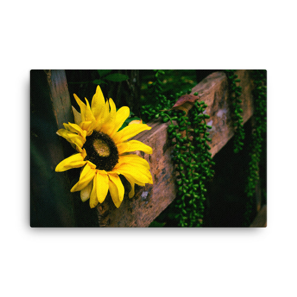 Sunflower | Canvas