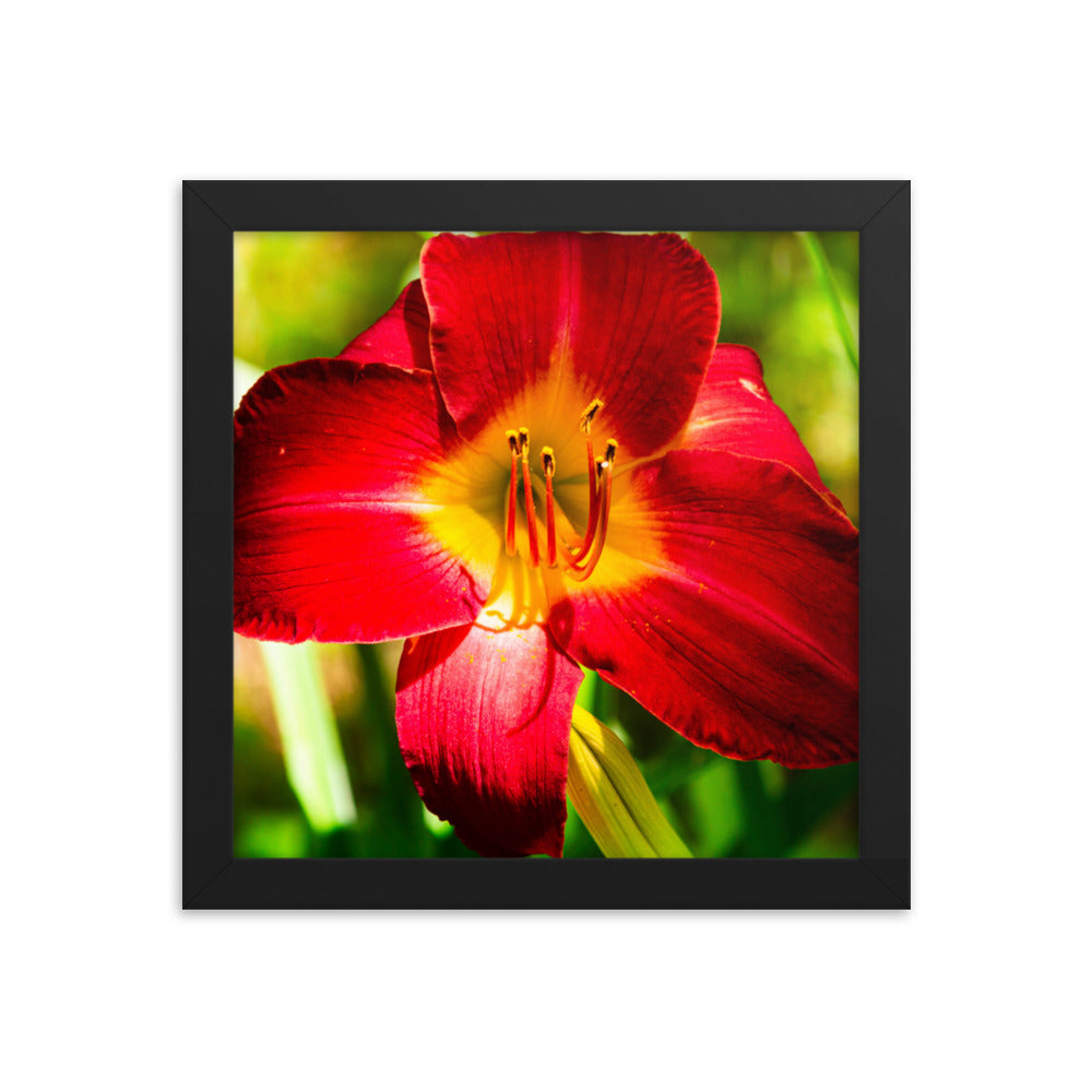 Red Lily | Framed print