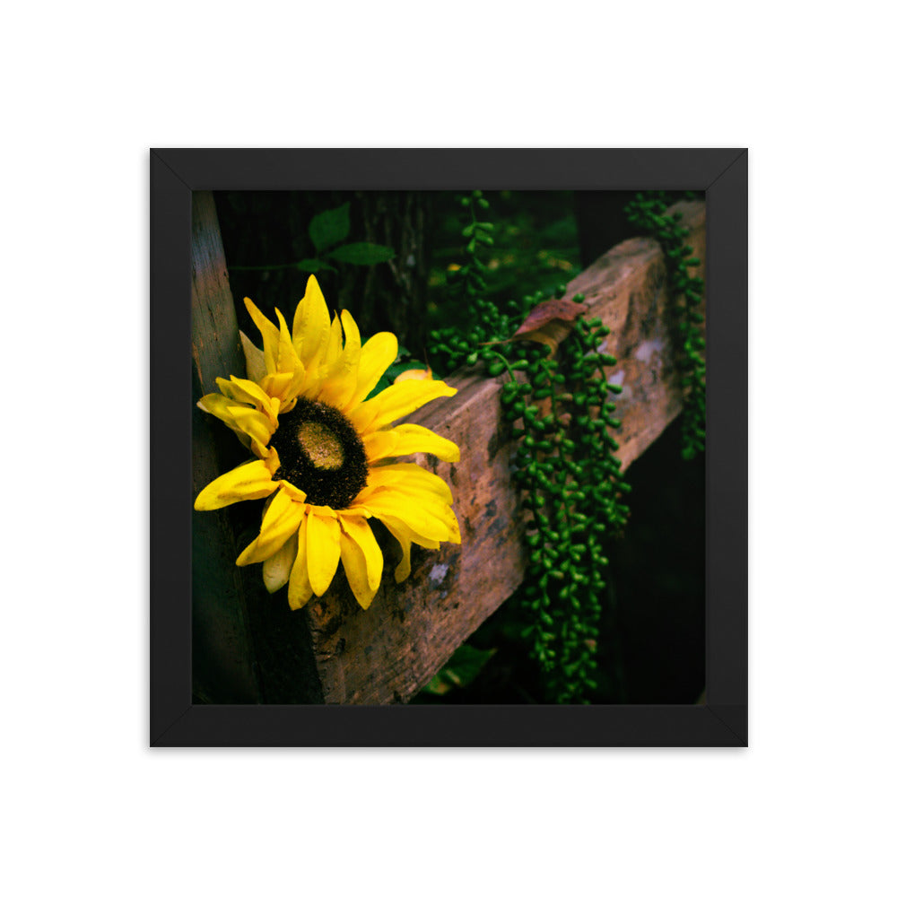 Sunflower | Framed print