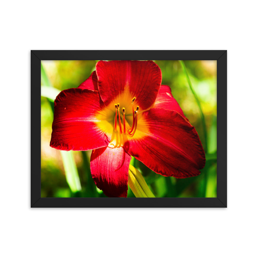 Red Lily | Framed print