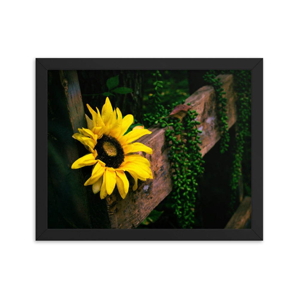 Sunflower | Framed print