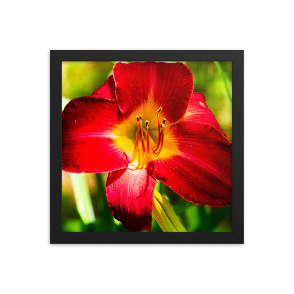 Red Lily | Framed print