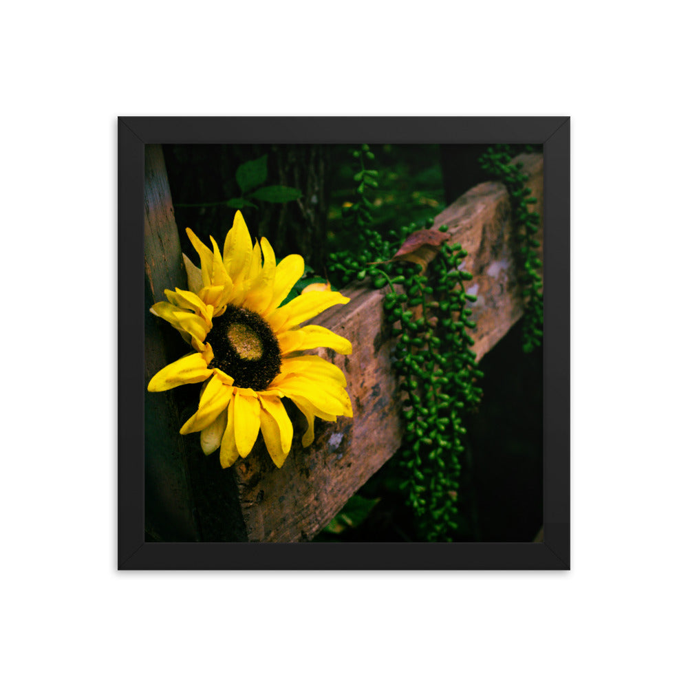 Sunflower | Framed print