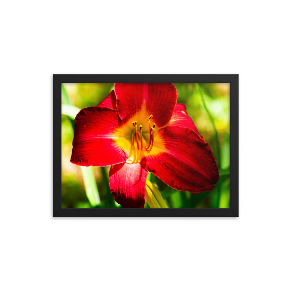 Red Lily | Framed print