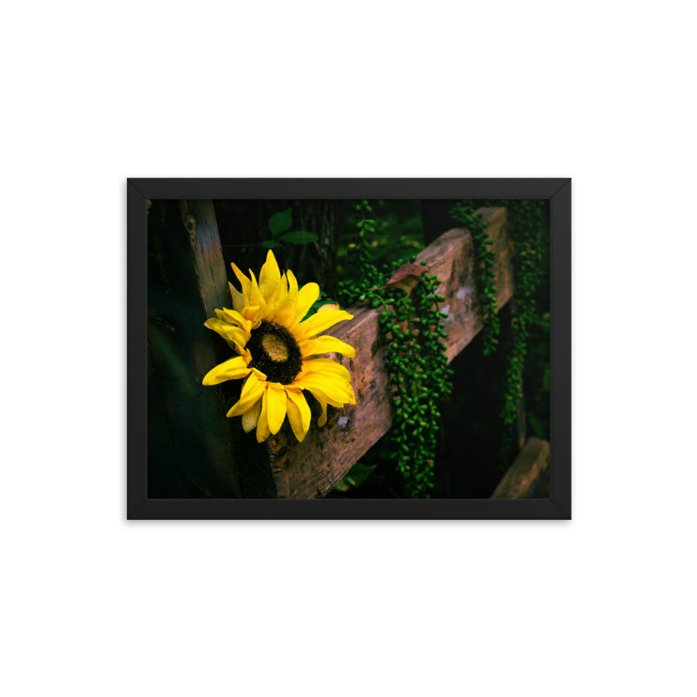 Sunflower | Framed print