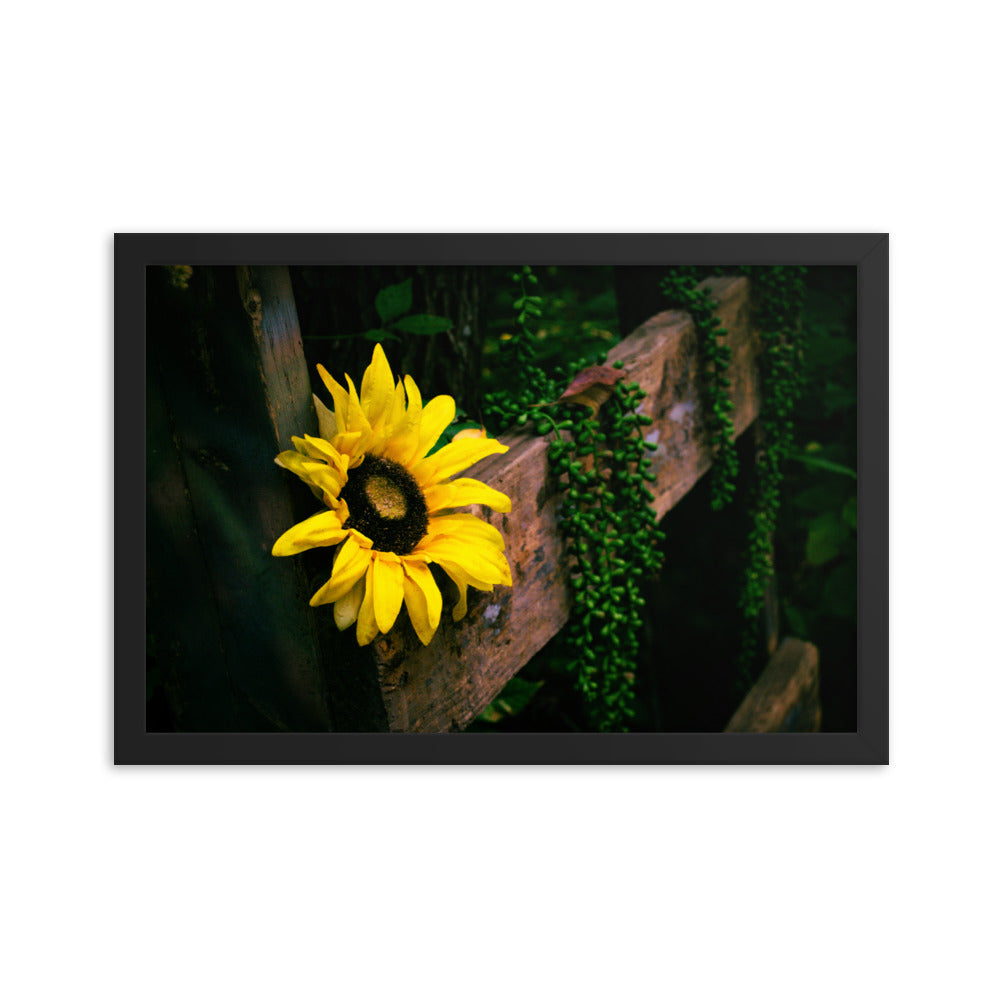 Sunflower | Framed print