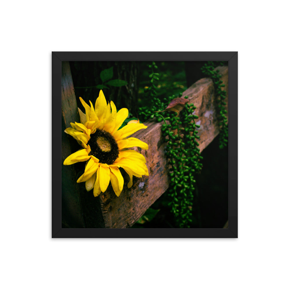 Sunflower | Framed print