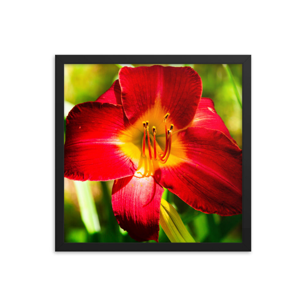 Red Lily | Framed print