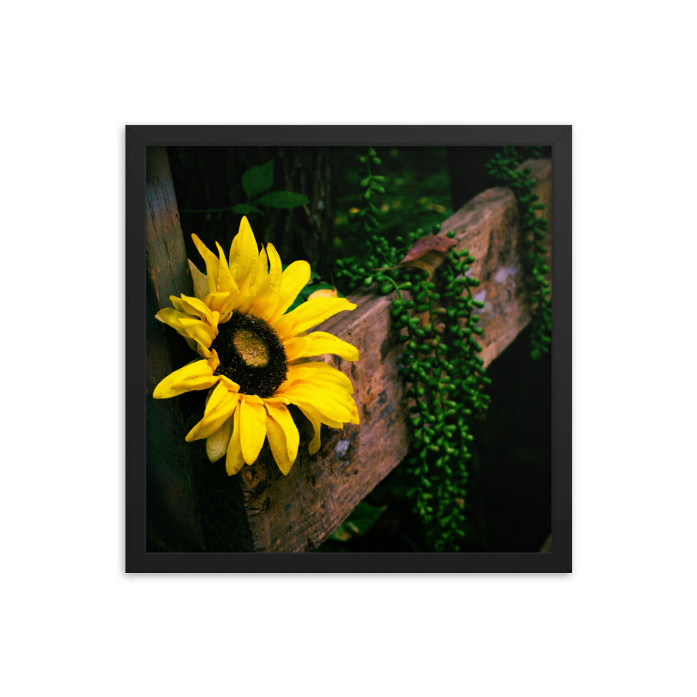 Sunflower | Framed print