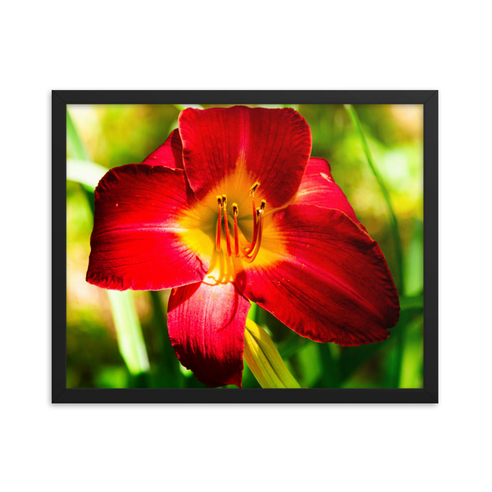 Red Lily | Framed print