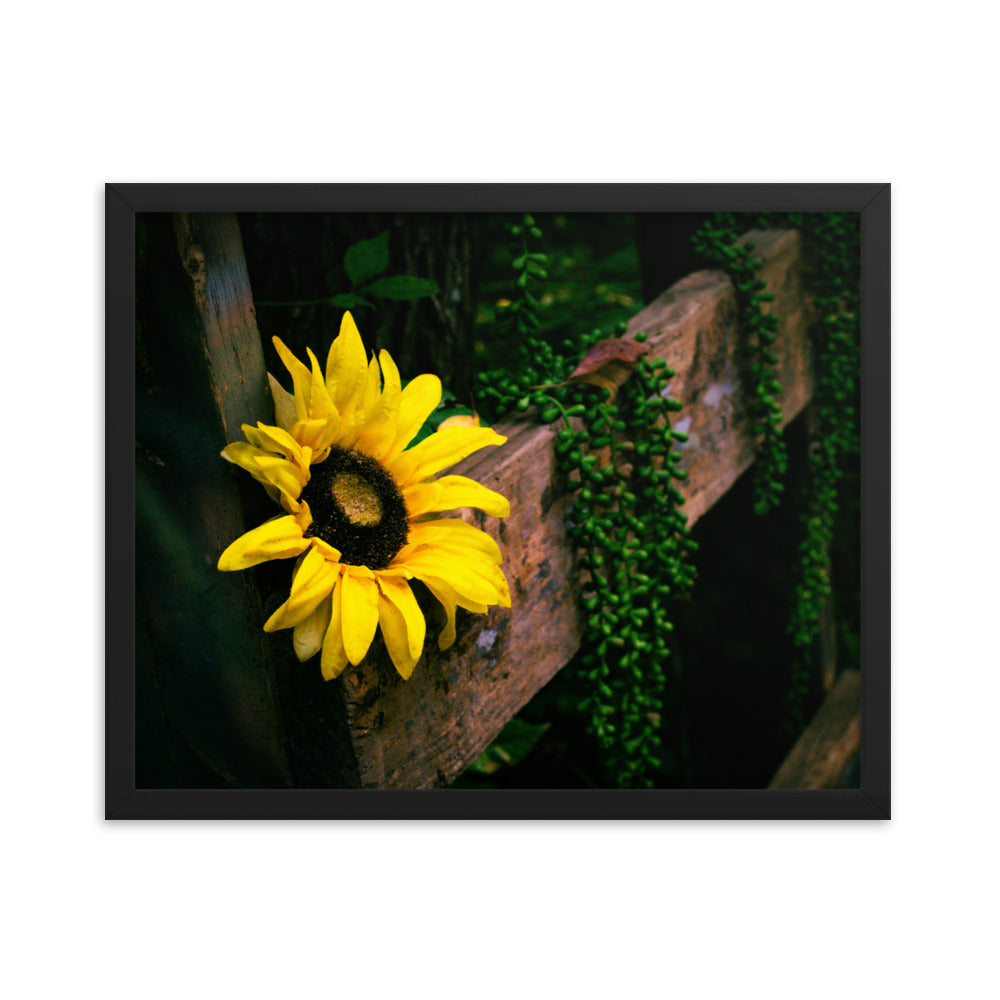 Sunflower | Framed print