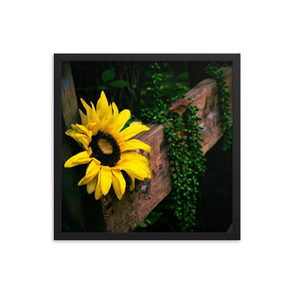 Sunflower | Framed print