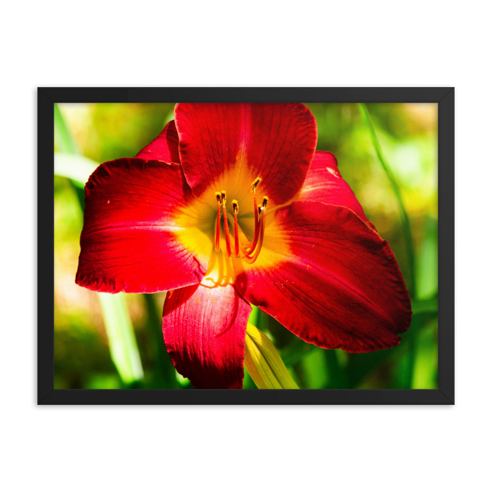 Red Lily | Framed print