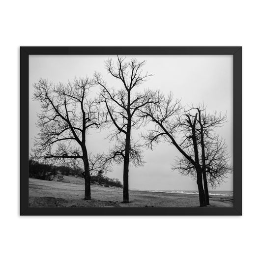 Trinity of Trees | Framed print