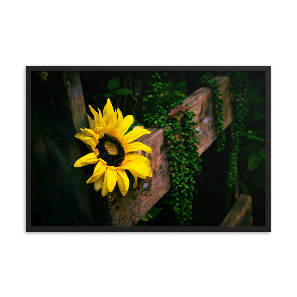 Sunflower | Framed print