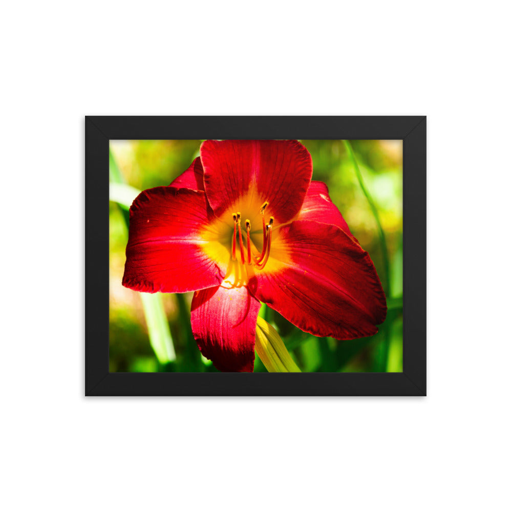 Red Lily | Framed print