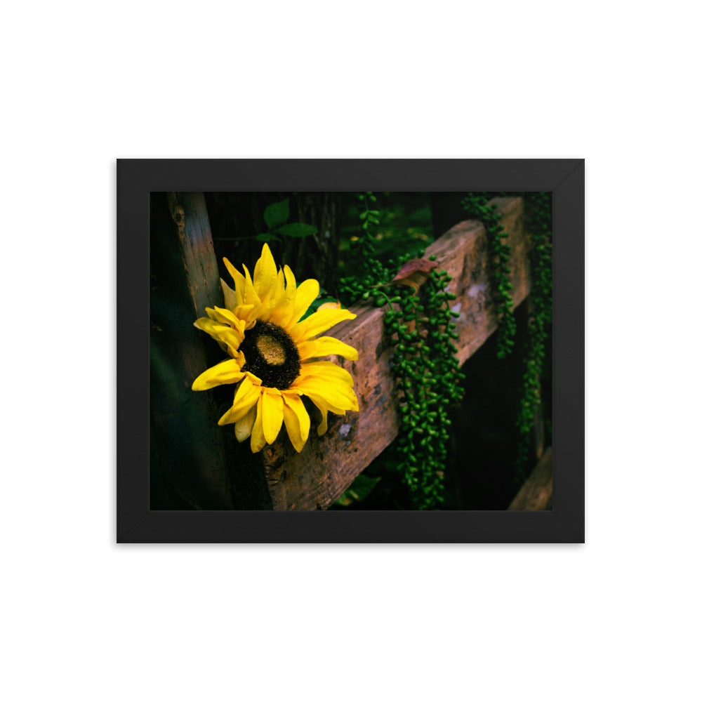 Sunflower | Framed print