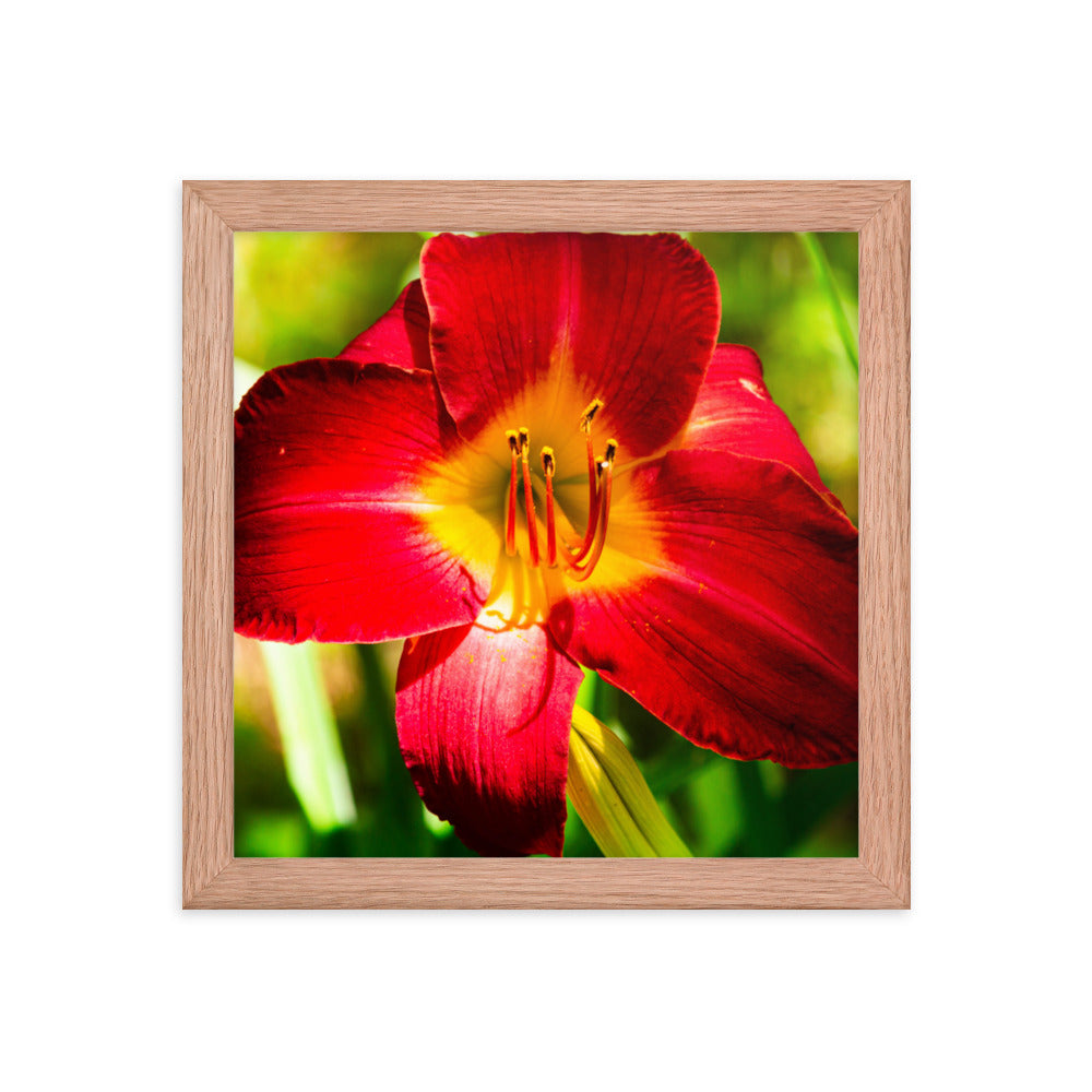 Red Lily | Framed print