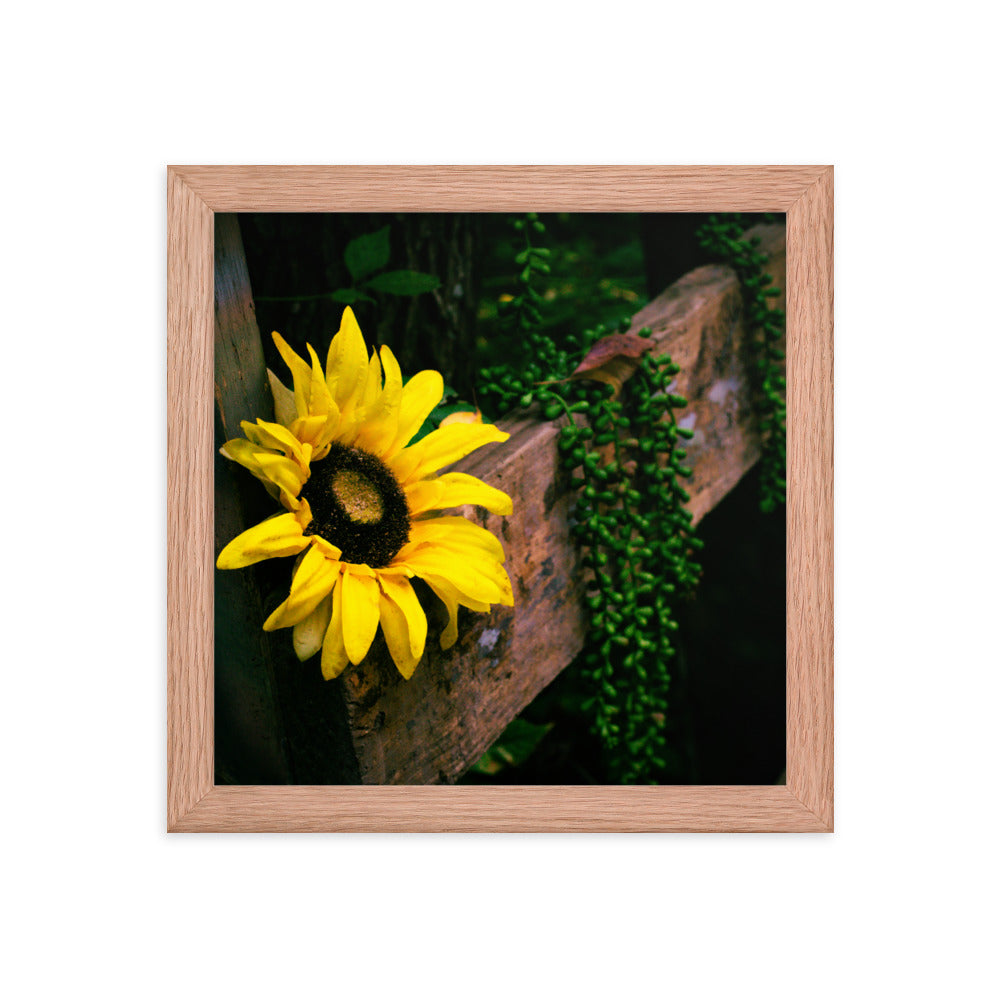 Sunflower | Framed print