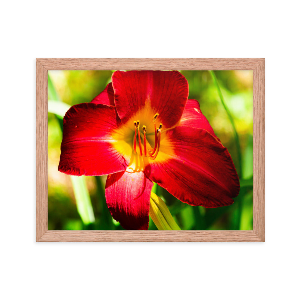 Red Lily | Framed print