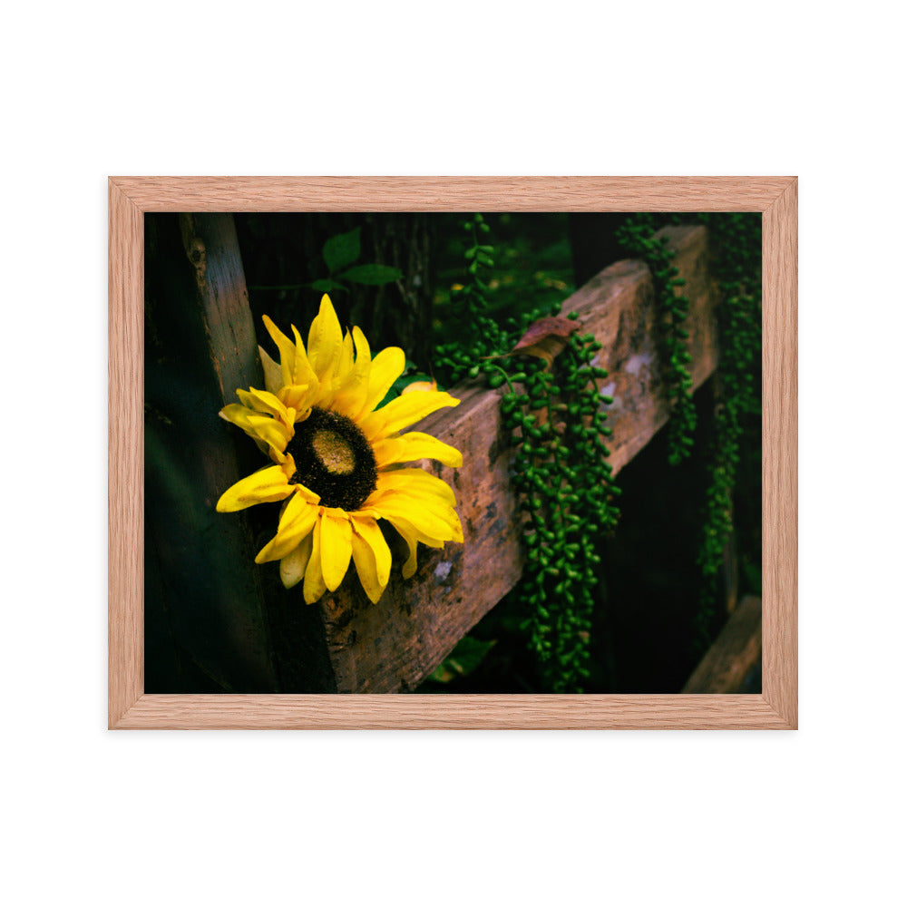 Sunflower | Framed print