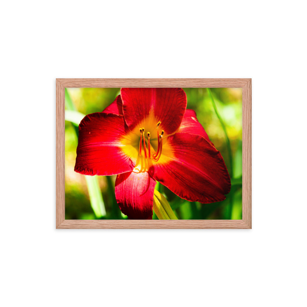 Red Lily | Framed print