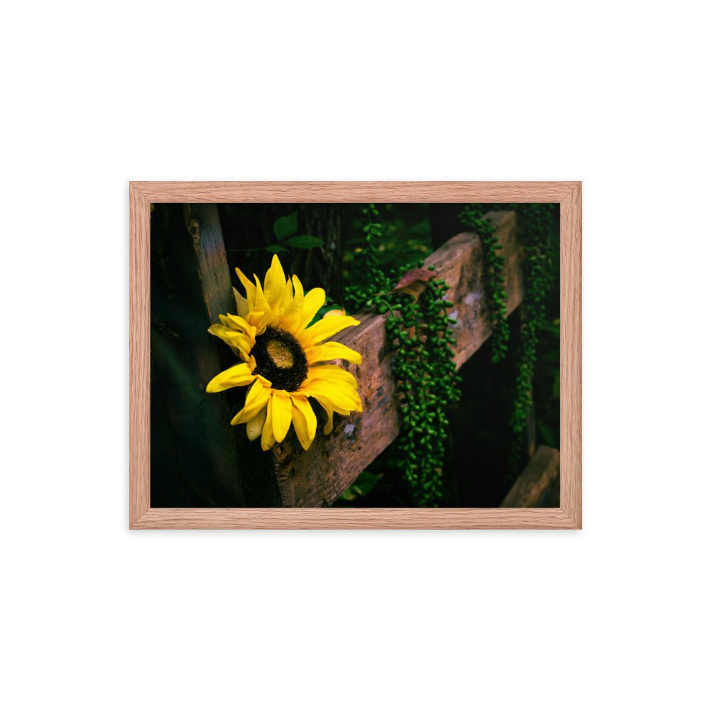 Sunflower | Framed print