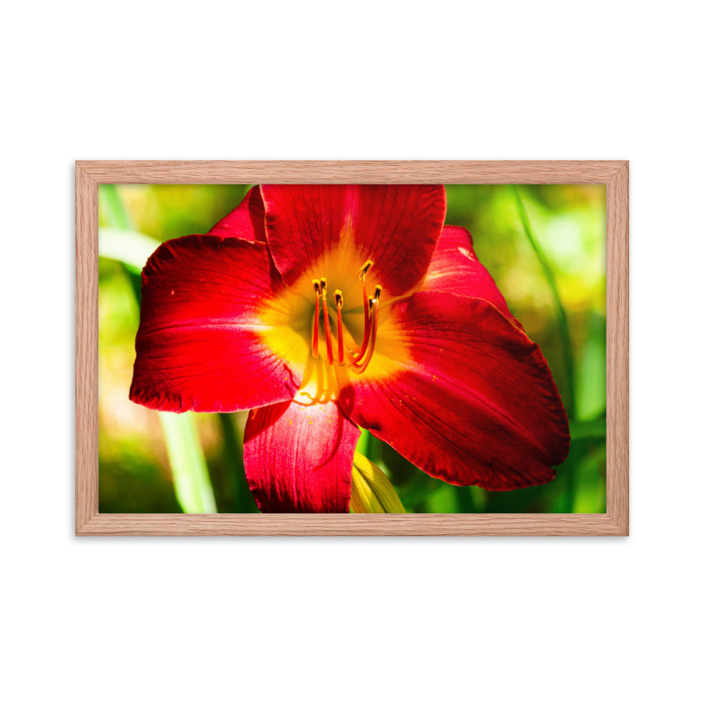 Red Lily | Framed print