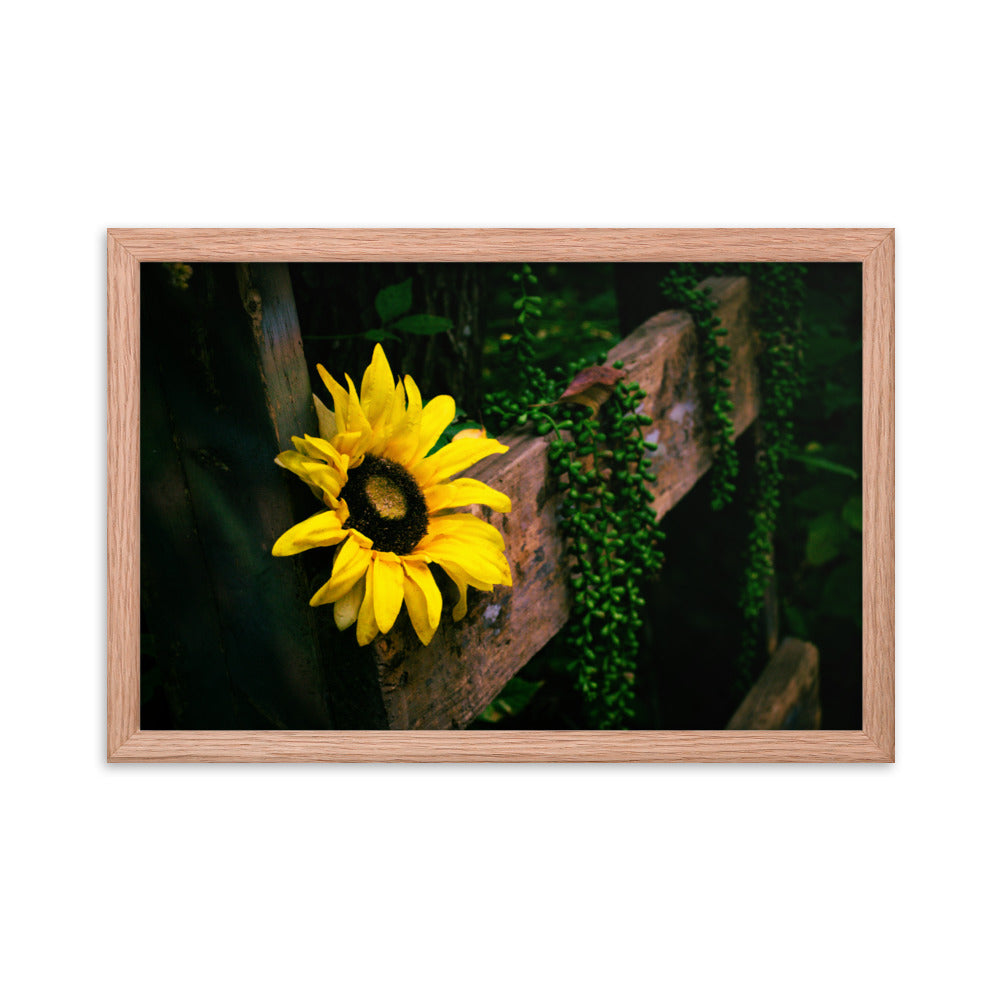 Sunflower | Framed print