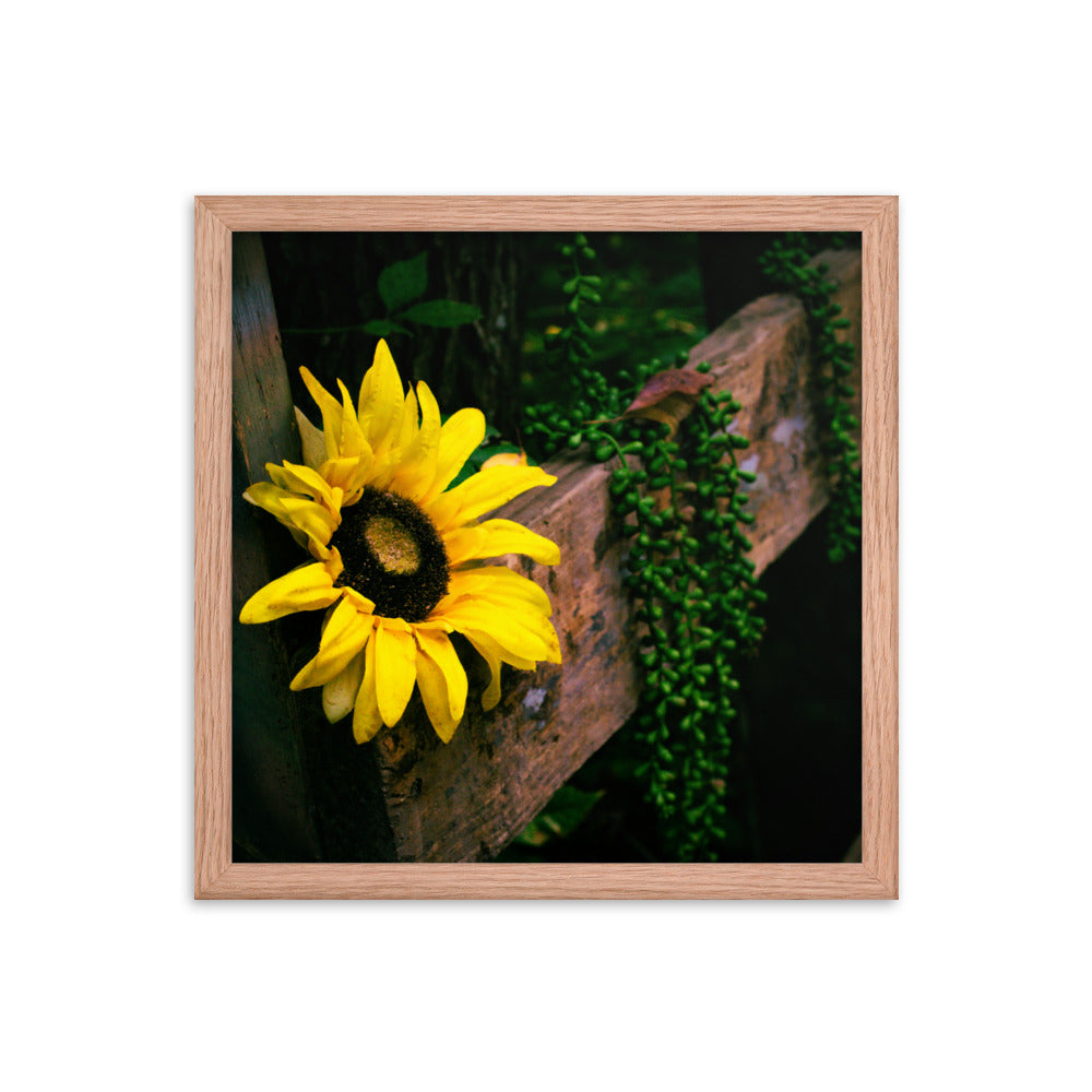 Sunflower | Framed print