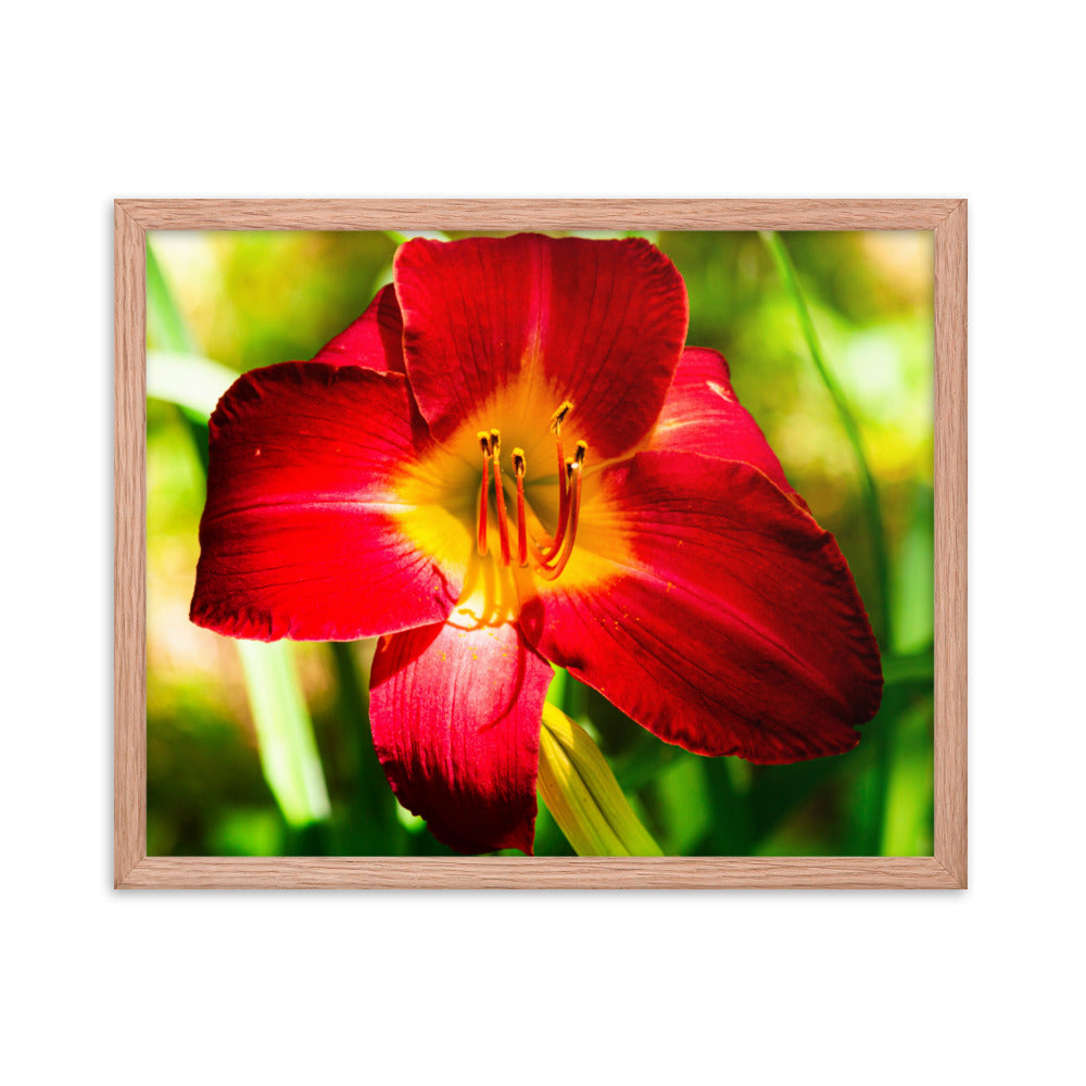 Red Lily | Framed print