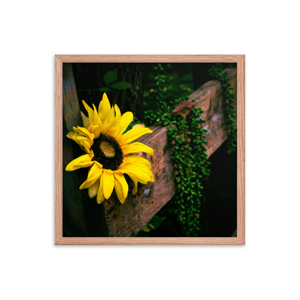 Sunflower | Framed print