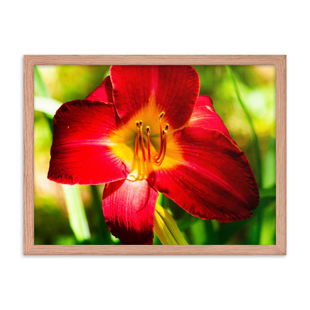 Red Lily | Framed print