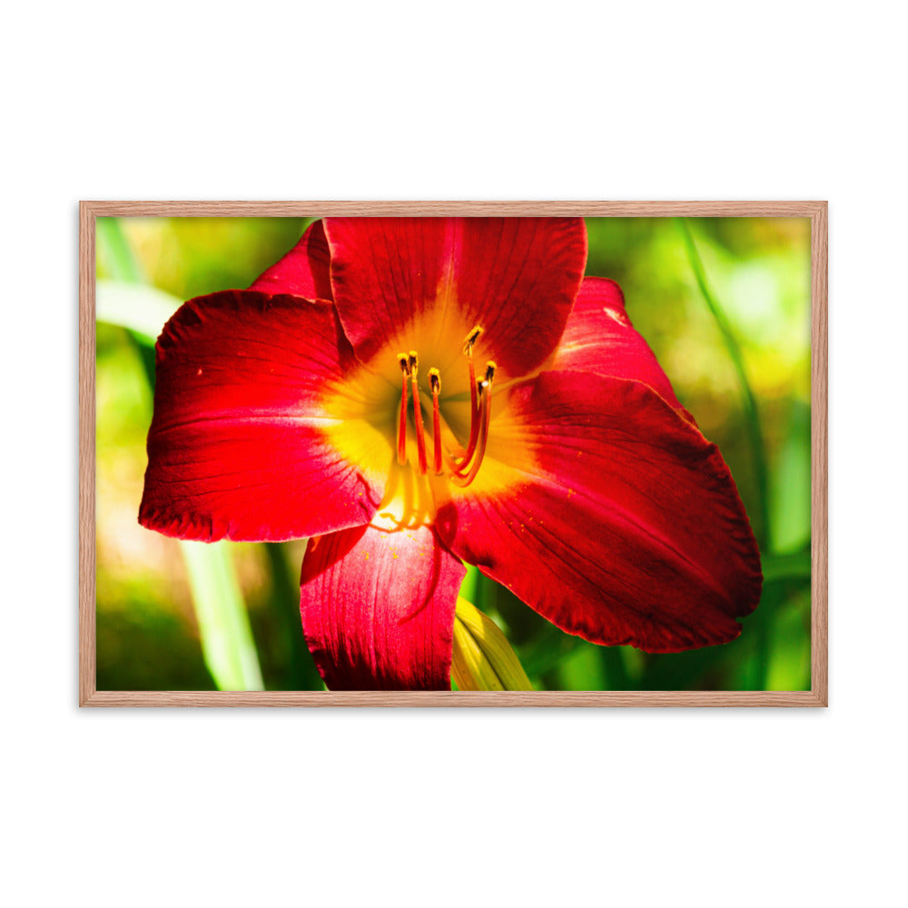 Red Lily | Framed print