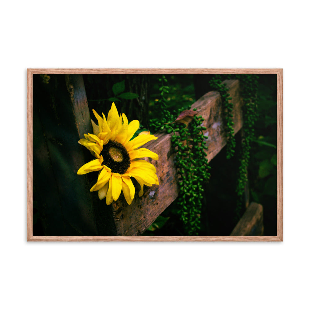 Sunflower | Framed print