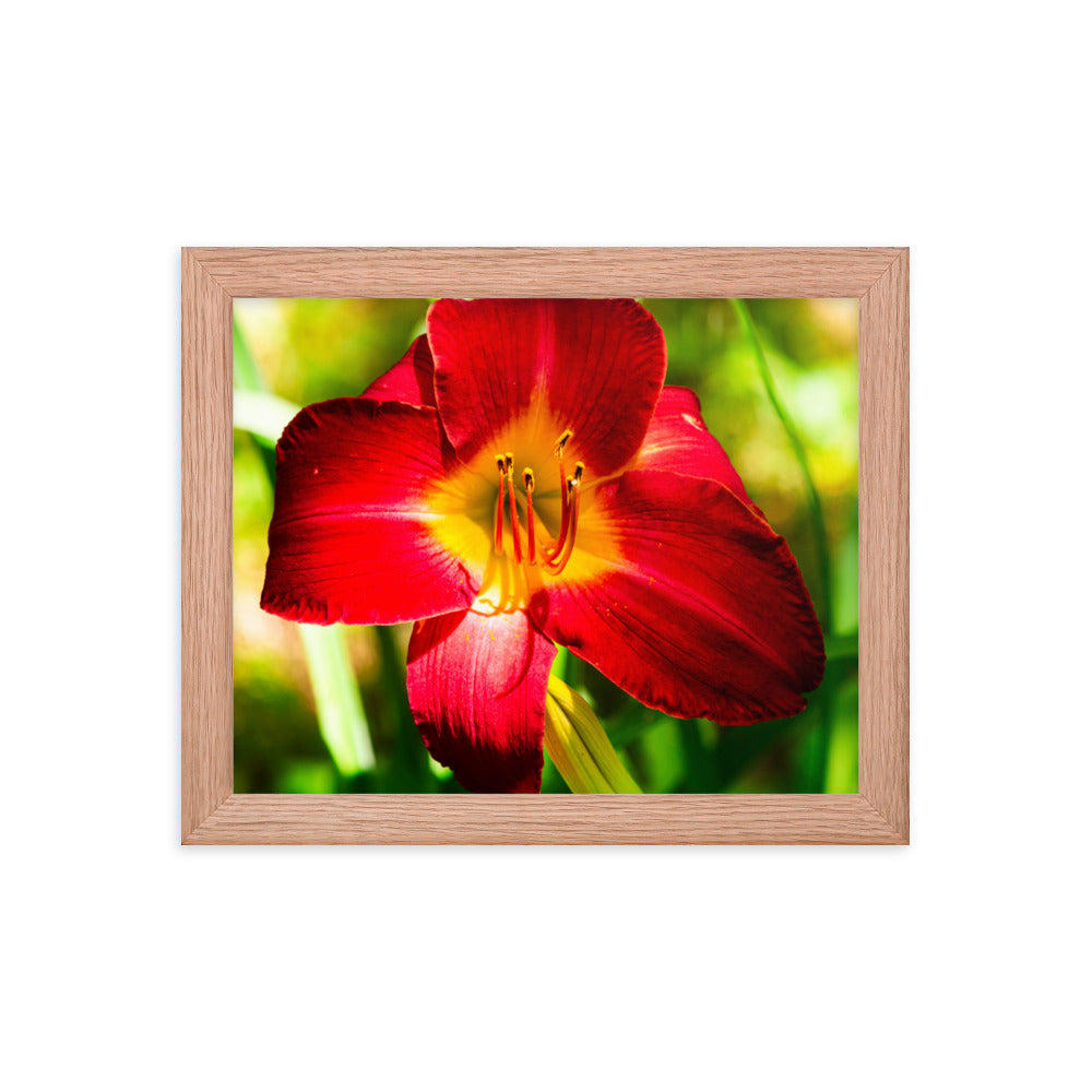 Red Lily | Framed print