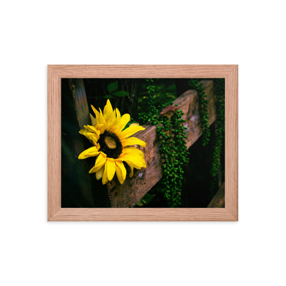 Sunflower | Framed print