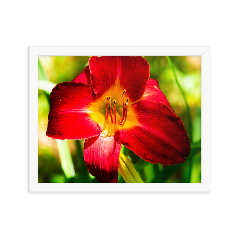 Red Lily | Framed print