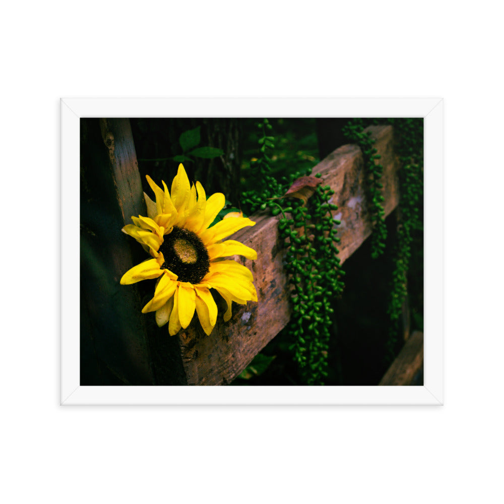 Sunflower | Framed print