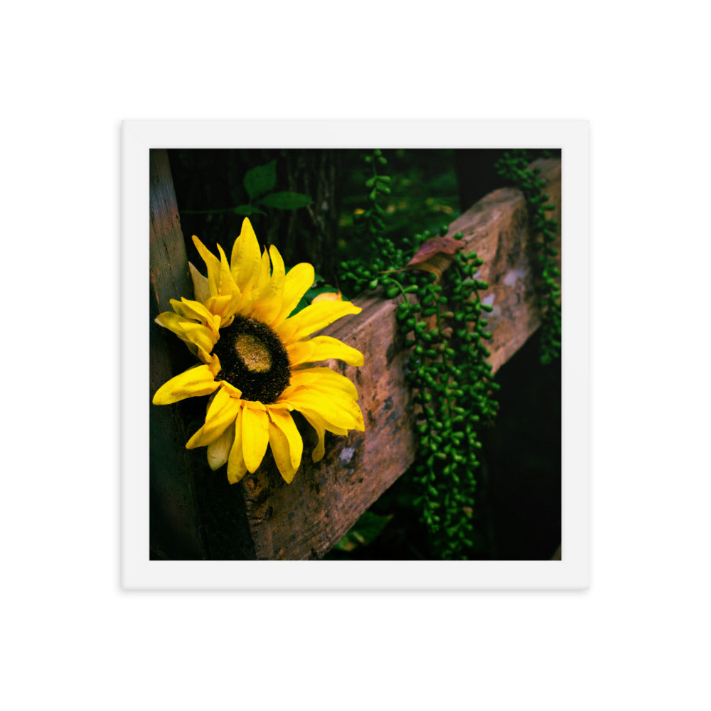 Sunflower | Framed print