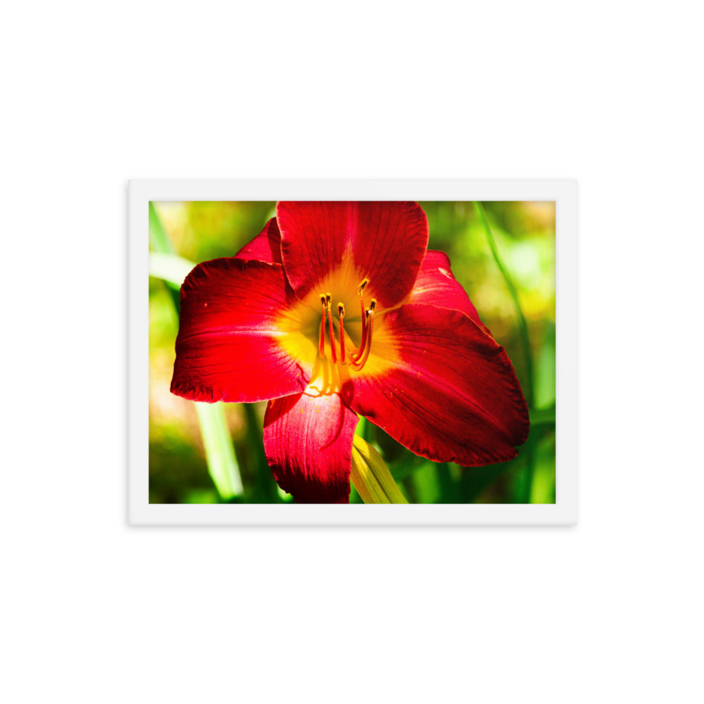 Red Lily | Framed print