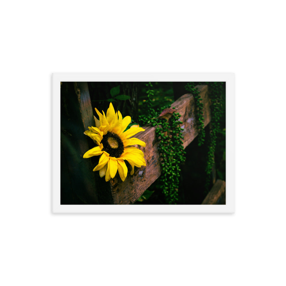 Sunflower | Framed print