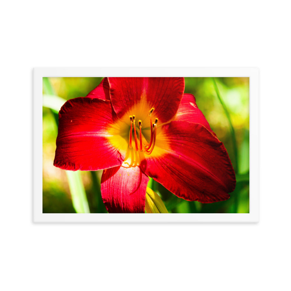 Red Lily | Framed print