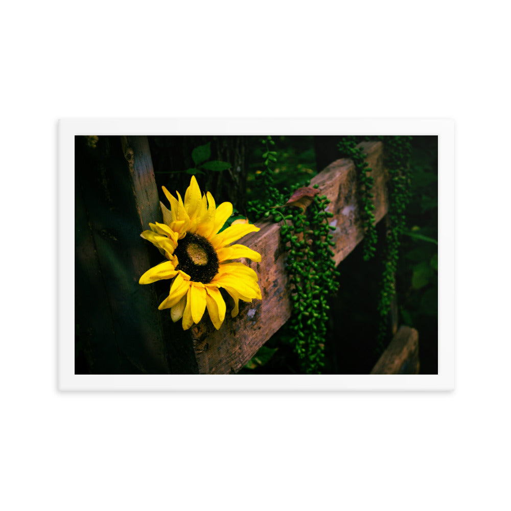 Sunflower | Framed print