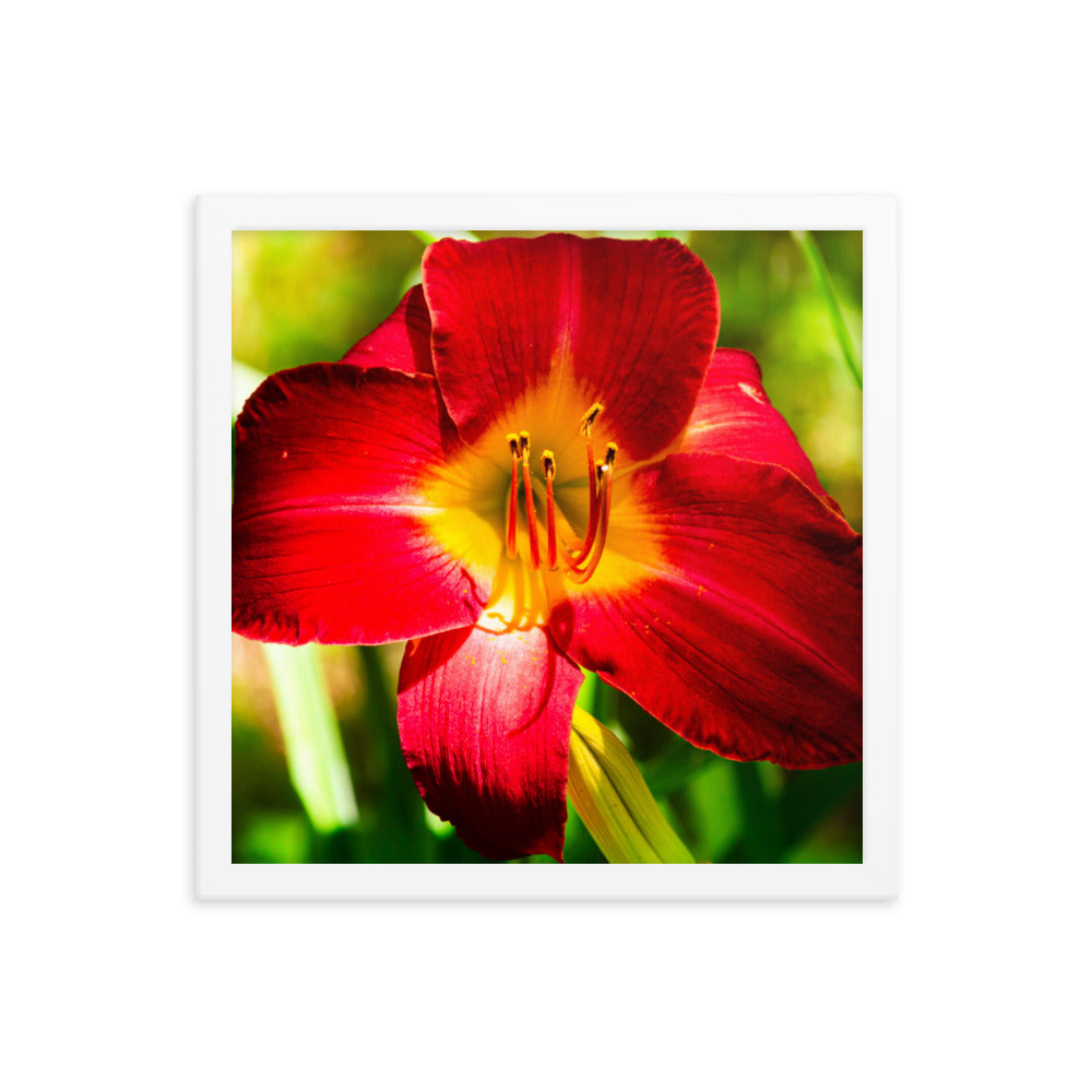 Red Lily | Framed print