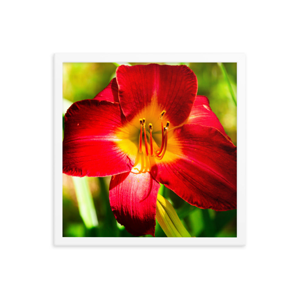 Red Lily | Framed print