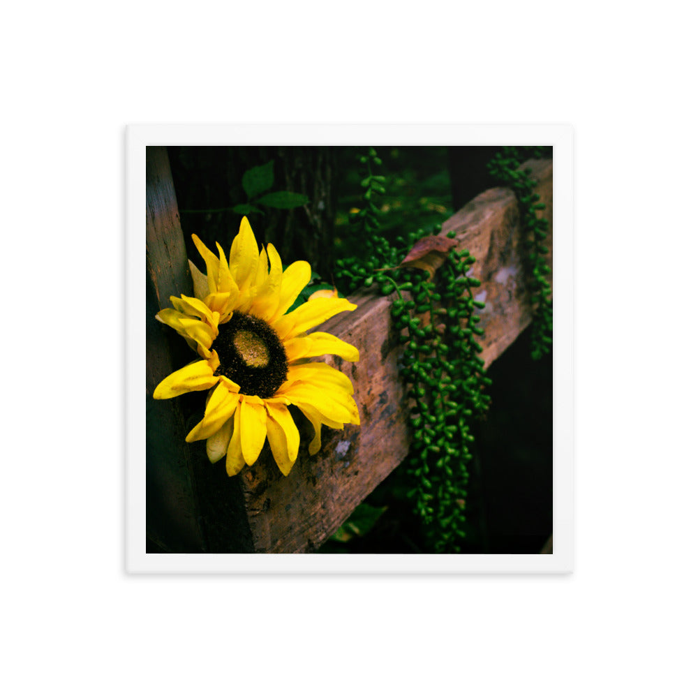 Sunflower | Framed print