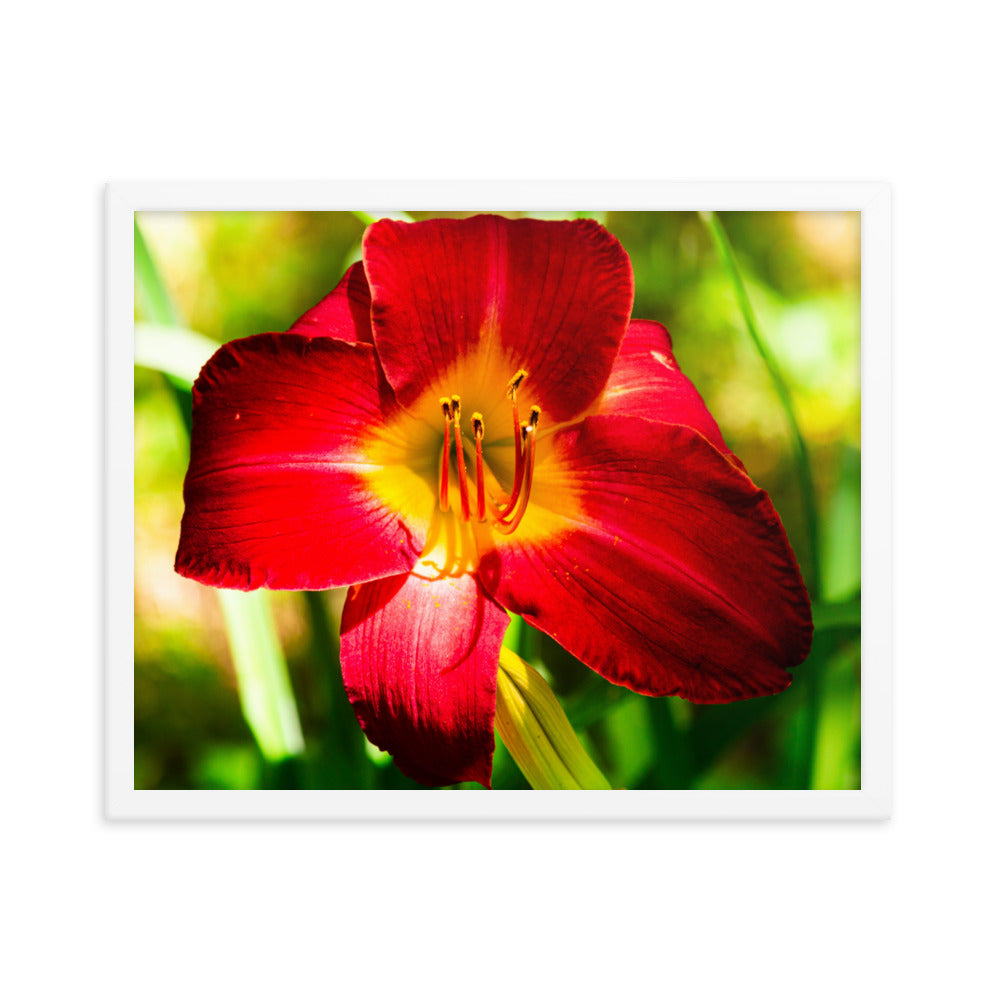 Red Lily | Framed print