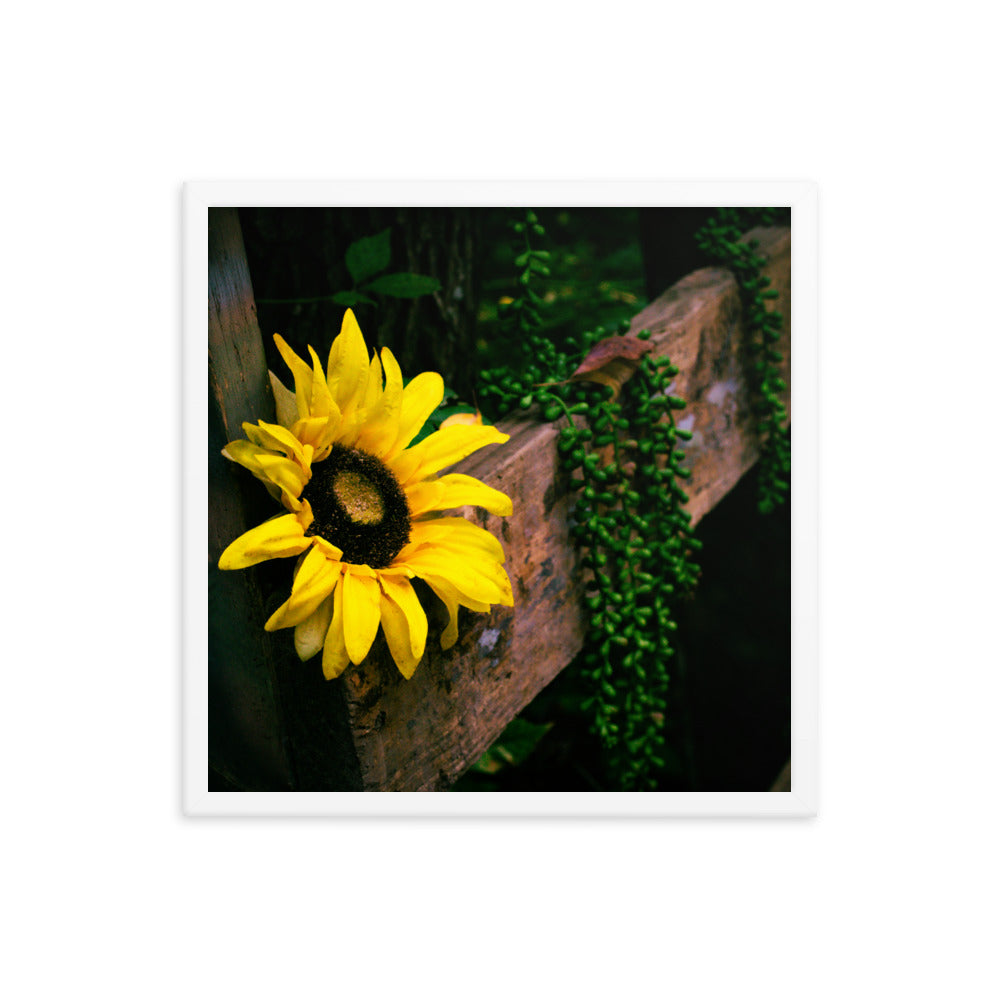 Sunflower | Framed print